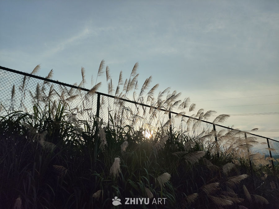 芦苇夕阳下的宁静
