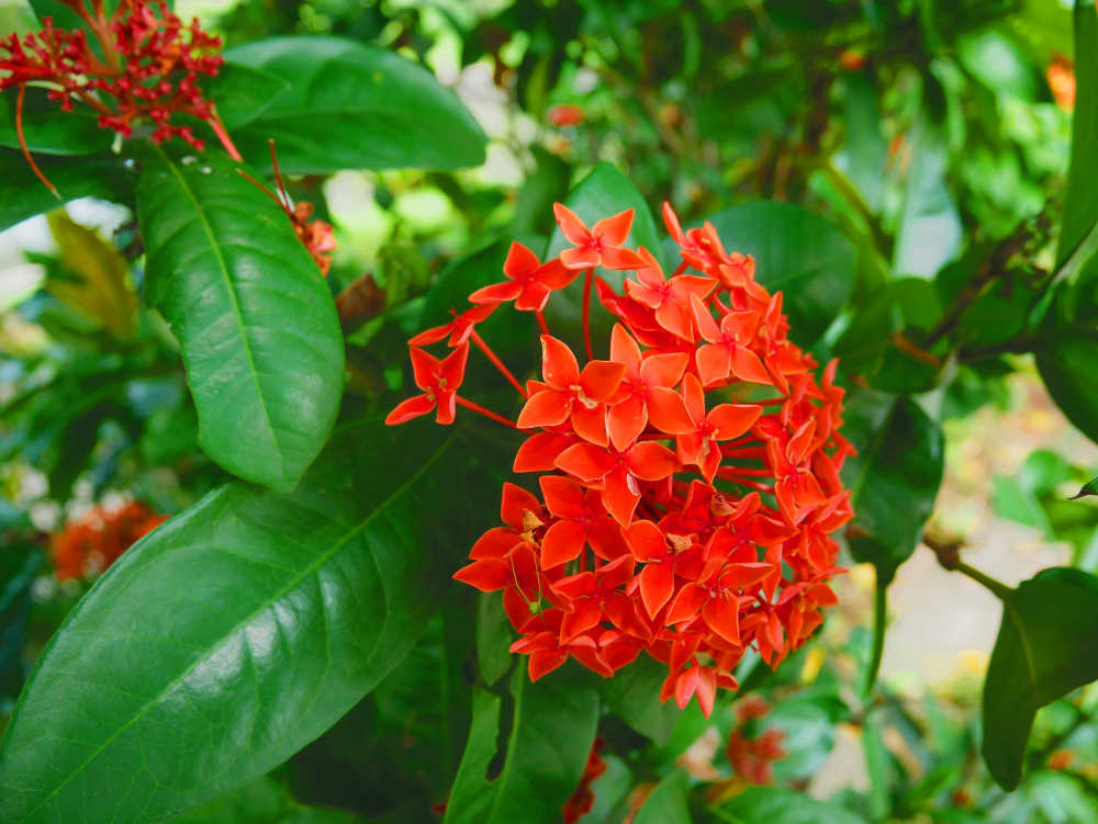 红红火火龙船花
