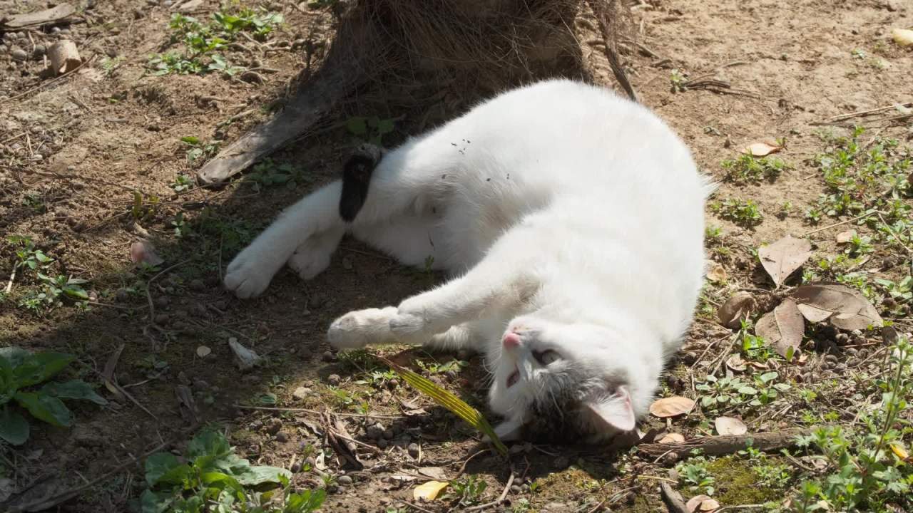 公园的小猫咪流浪猫 24