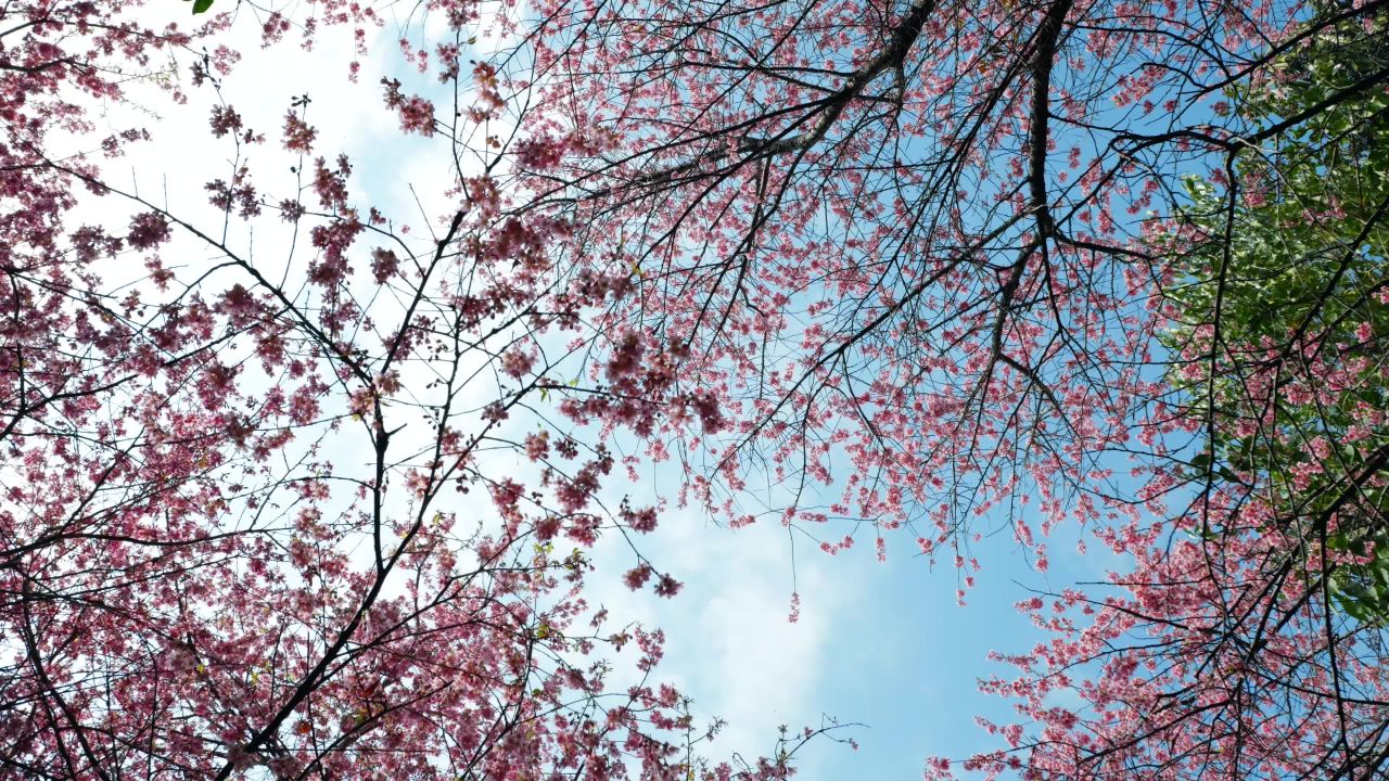 樱花盛开的春天