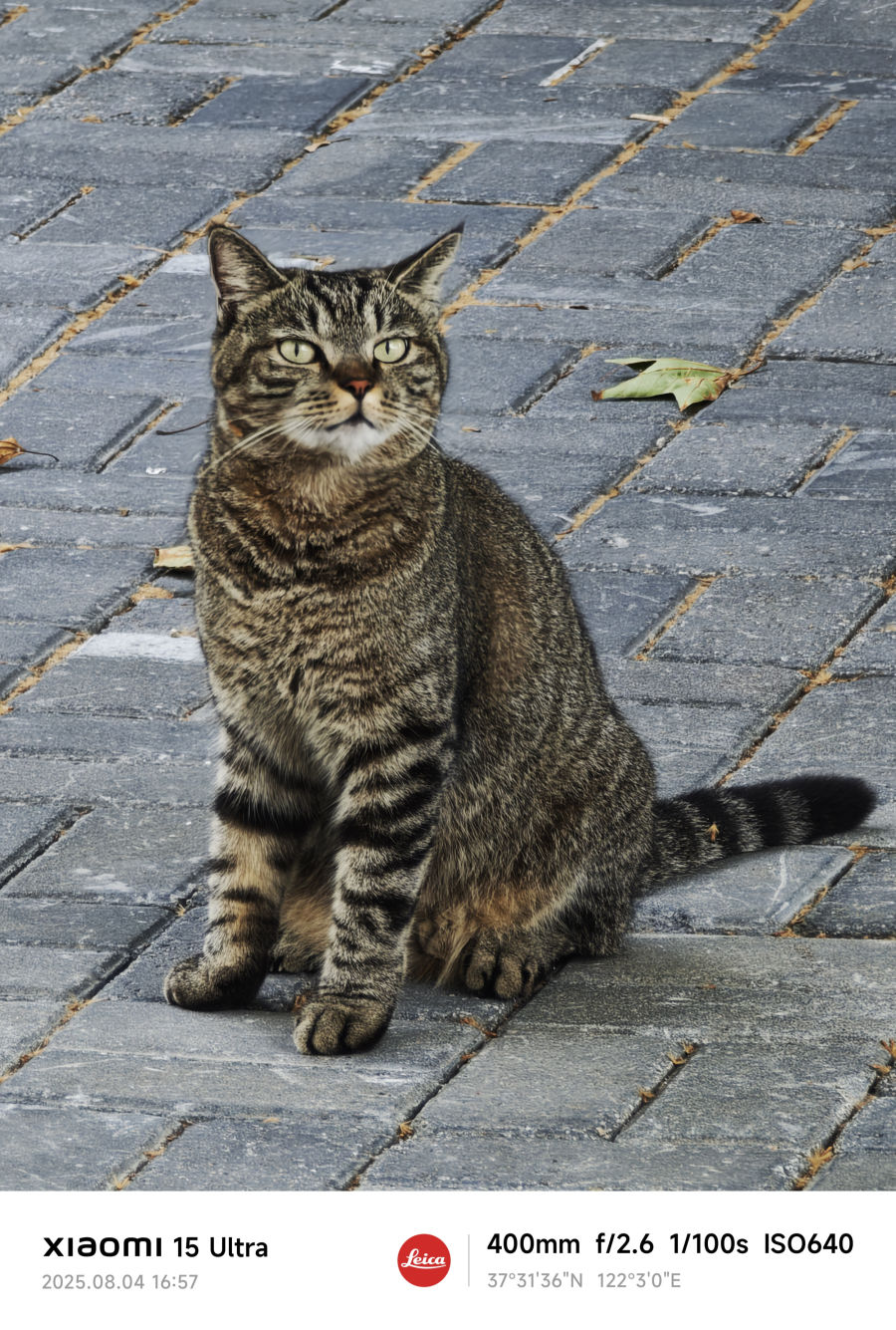 乖巧小猫