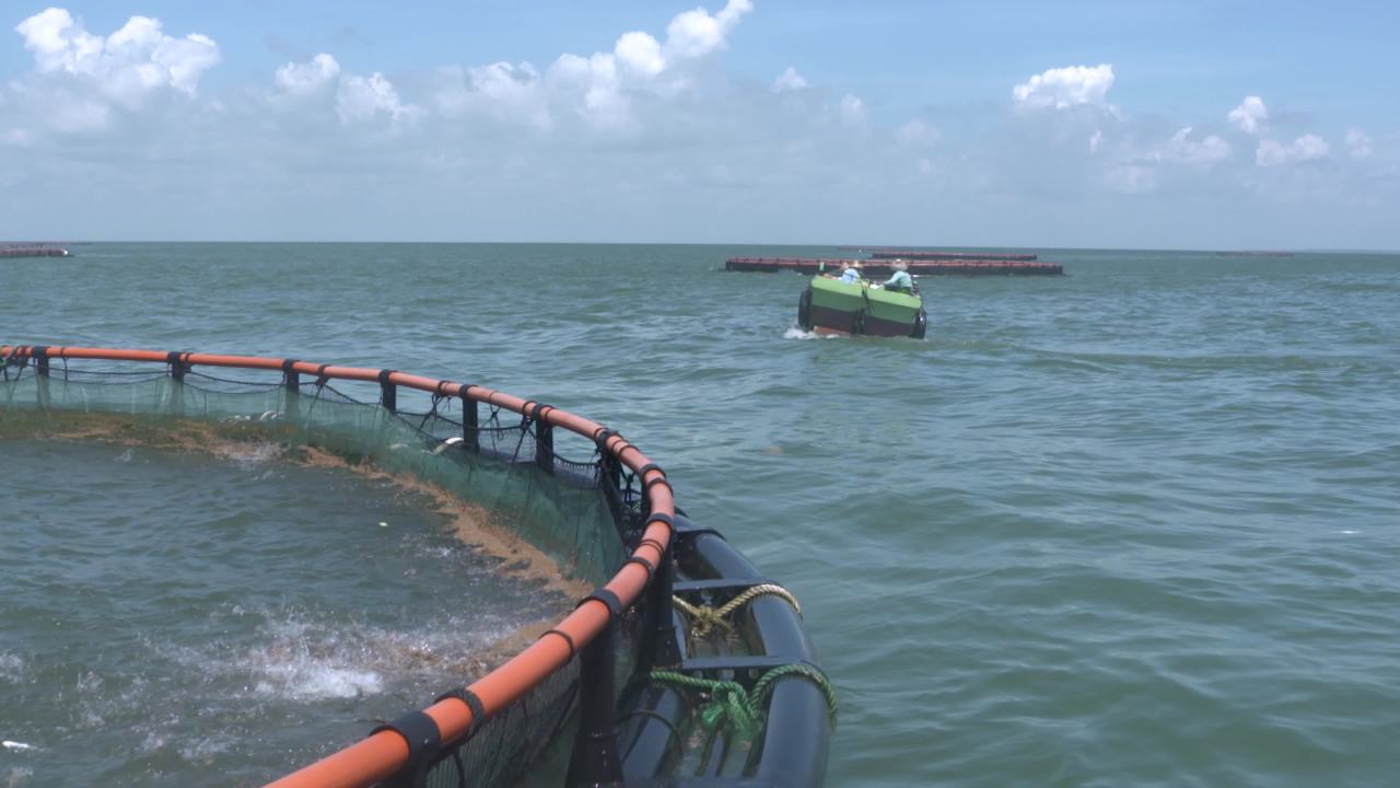 海洋牧场深海养殖