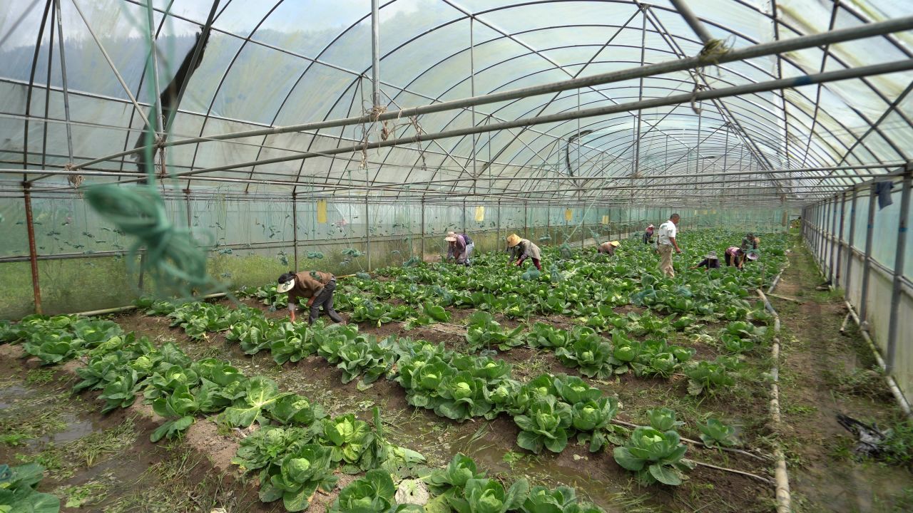 蔬菜采收