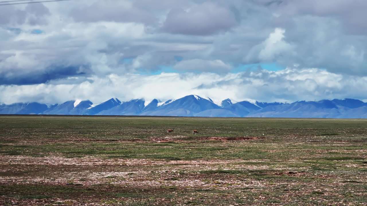青海青藏高原可可西里藏羚羊实拍航拍视频