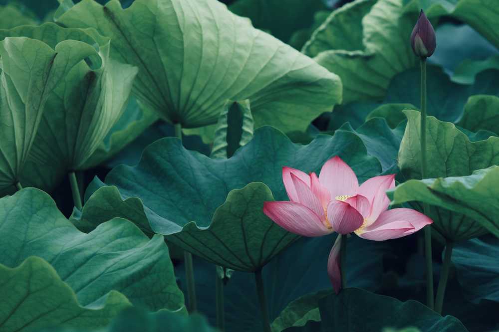 荷花荷叶池塘