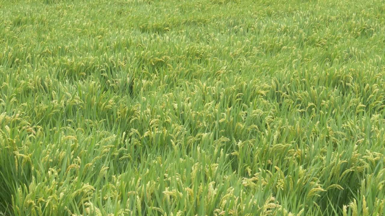 水稻五常大米田野粮食庄稼丰收 8