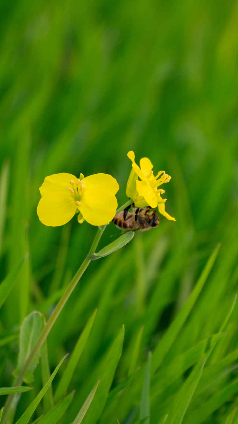 油菜花