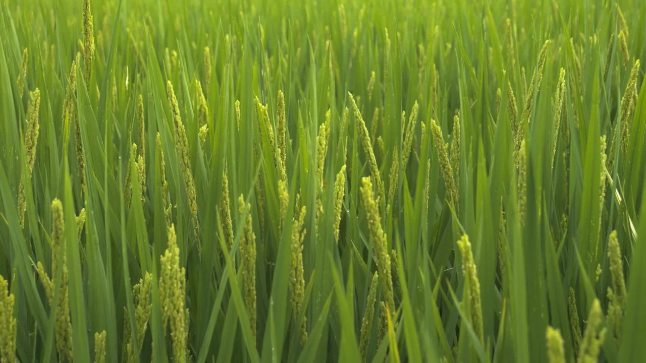 水稻粮食庄稼五常大米 47