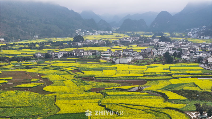 航拍油菜花盛开  美丽乡村 5