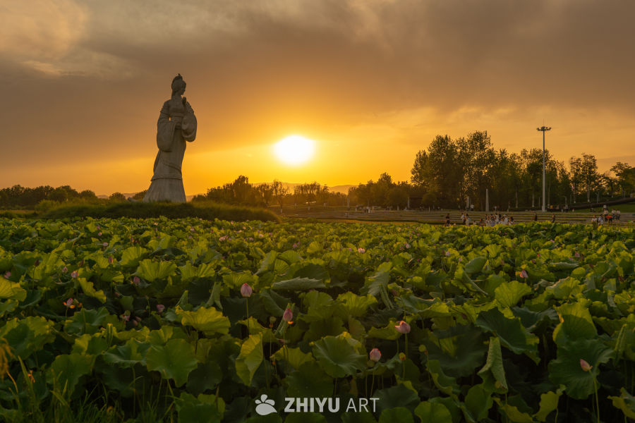 古楼荷花 20