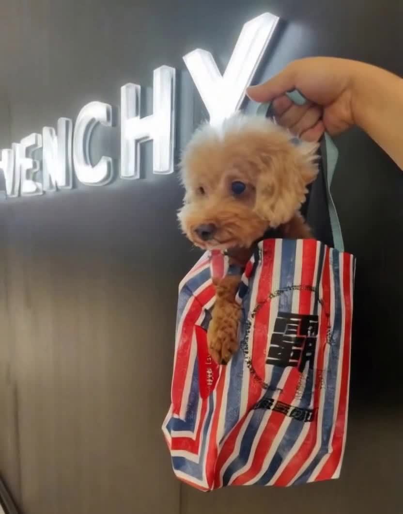 一只棕色小狗被装在一个印有红白蓝条纹的购物袋中，购