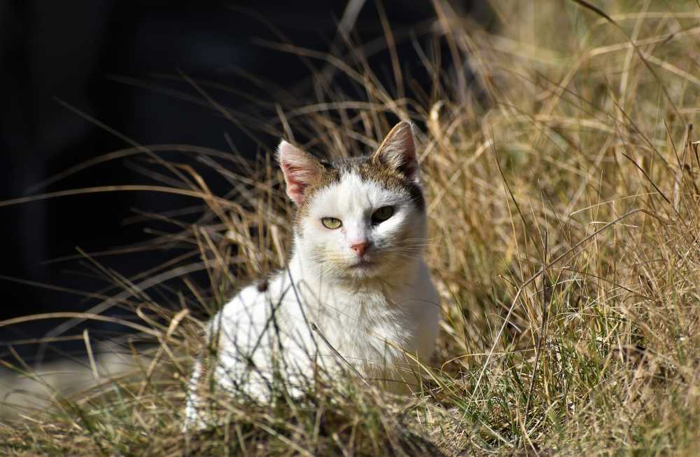 猫家草动物