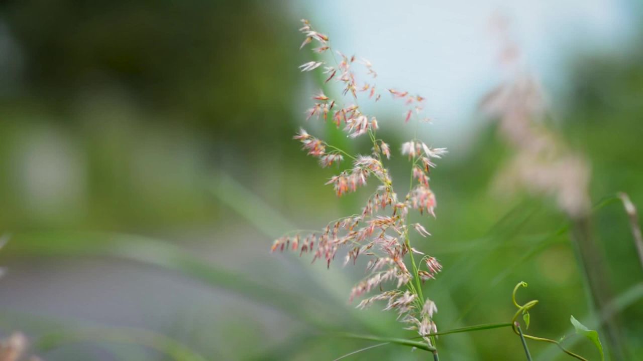 晨光中的野花