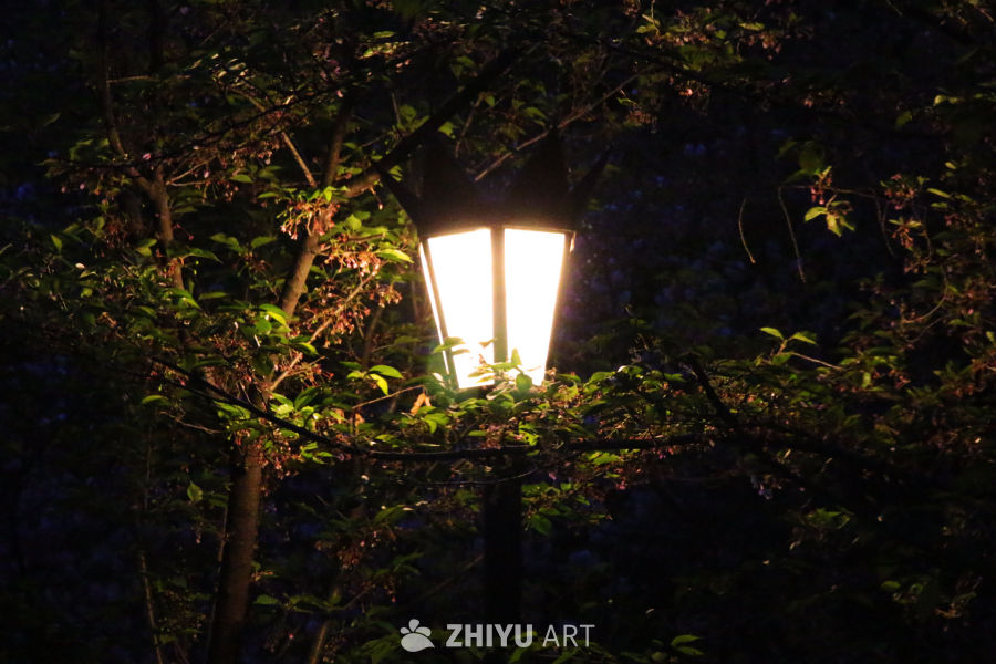 夜林暖光