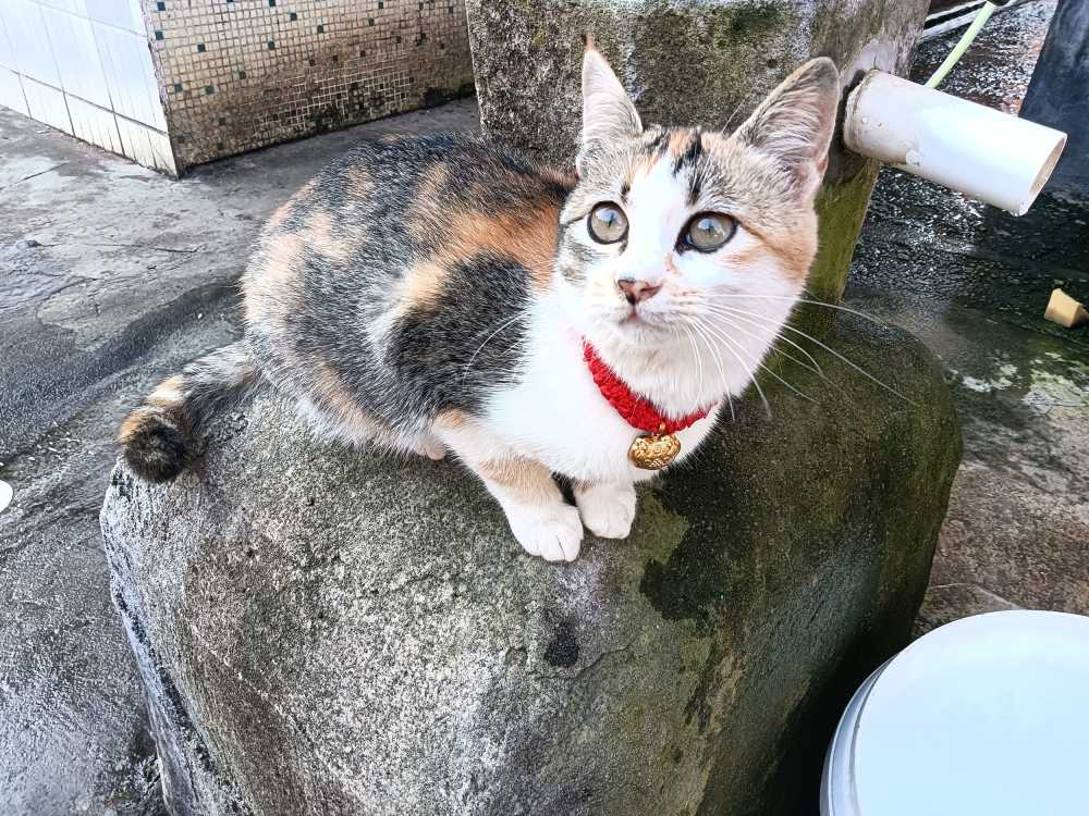 可愛的小猫
