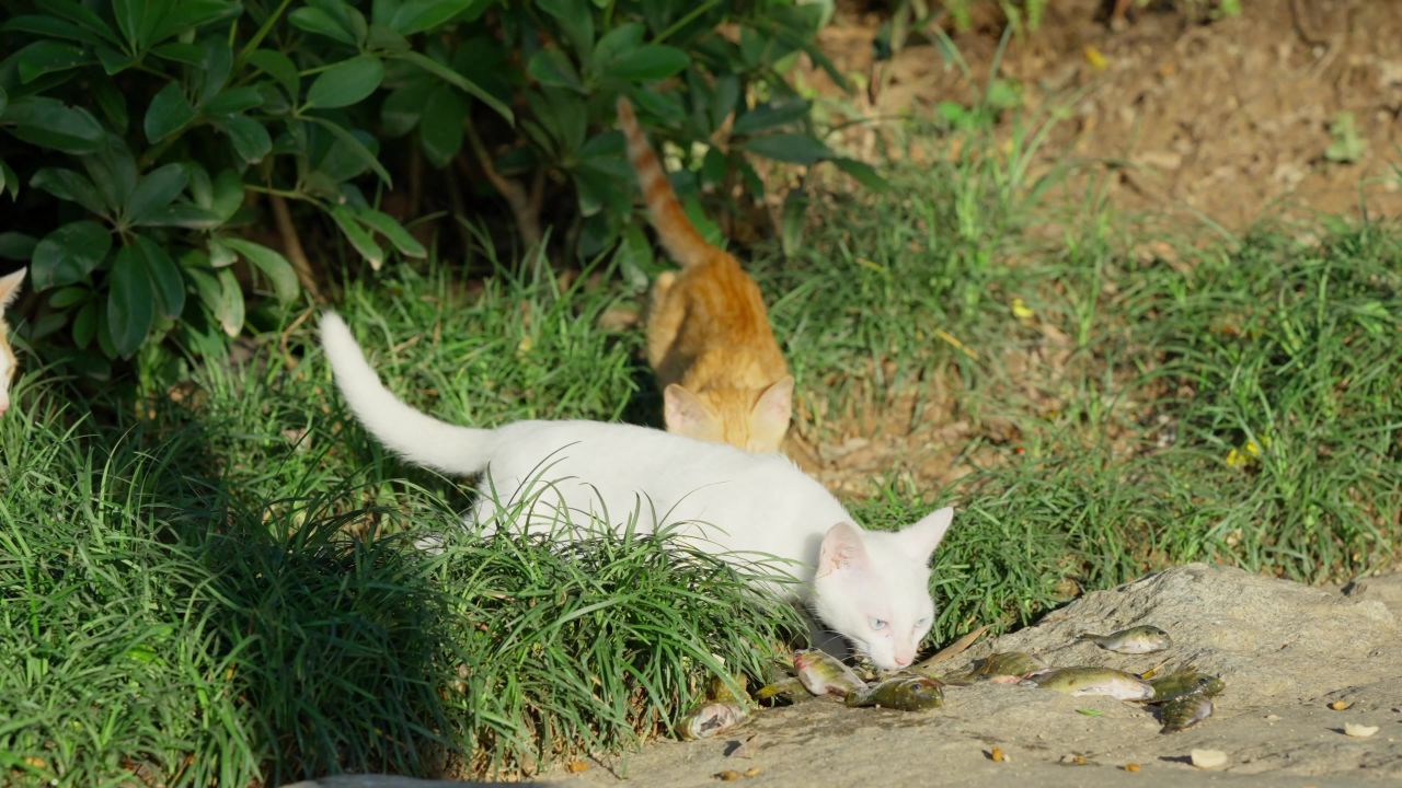 流浪小猫咪轮流排队叼走小鱼