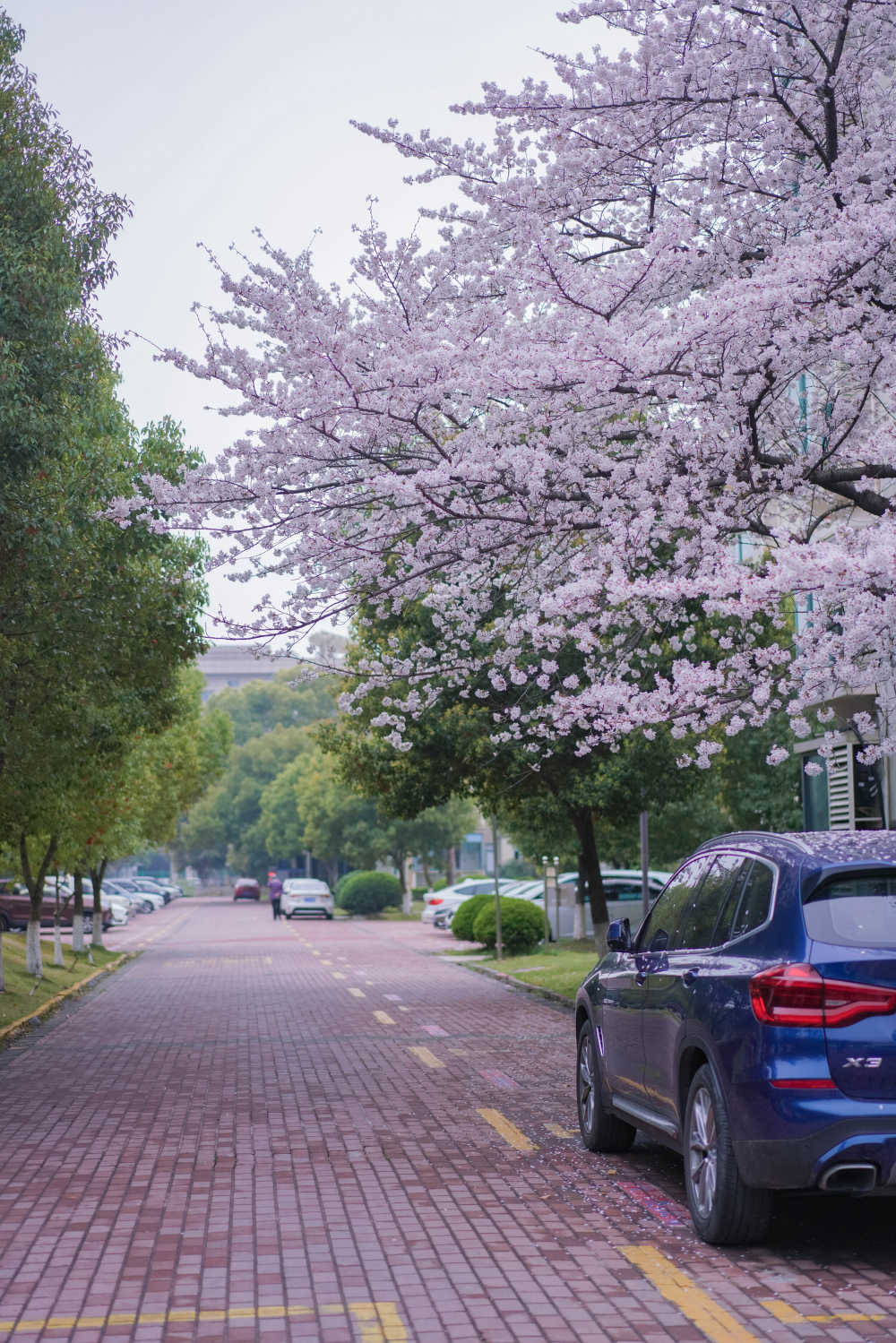 樱花季