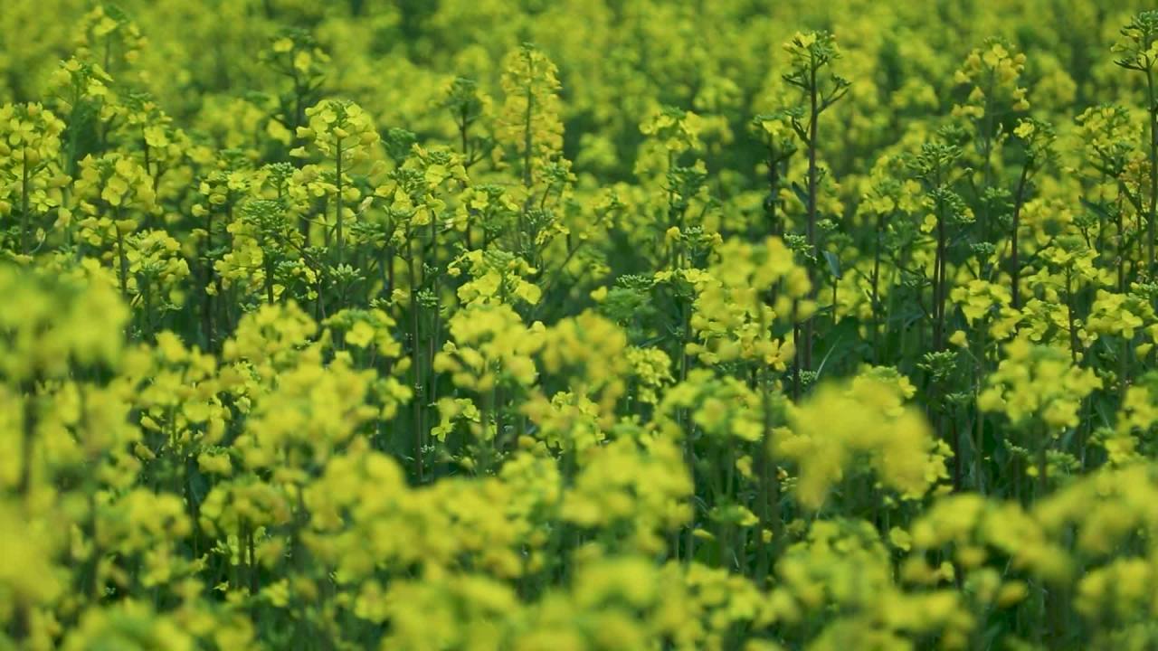油菜花