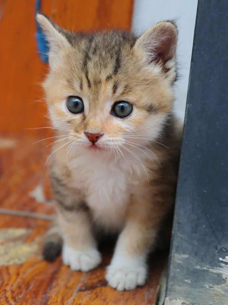 猫