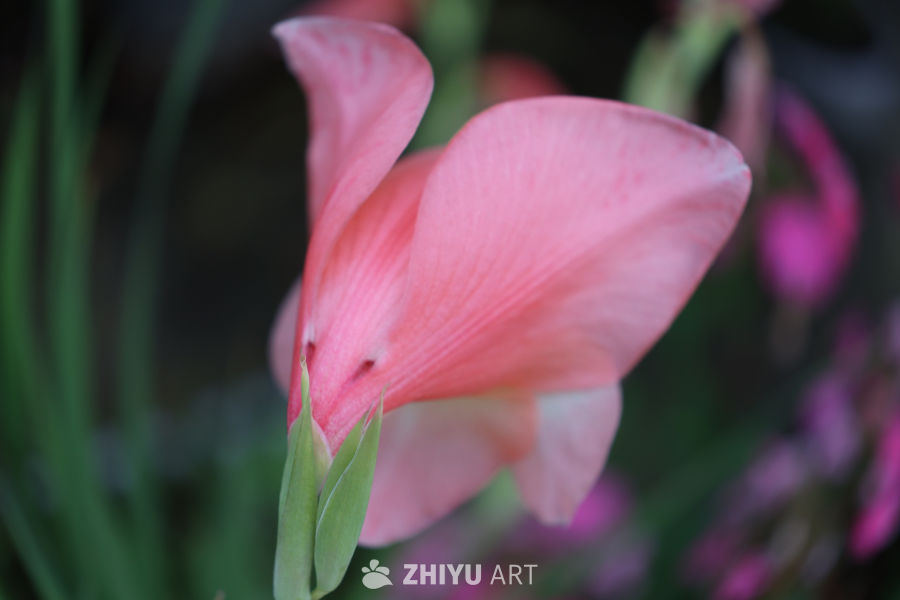 粉嫩花蕾的温柔时光