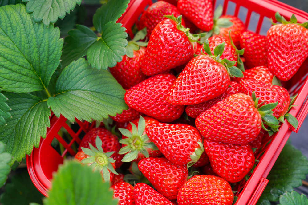 草莓季