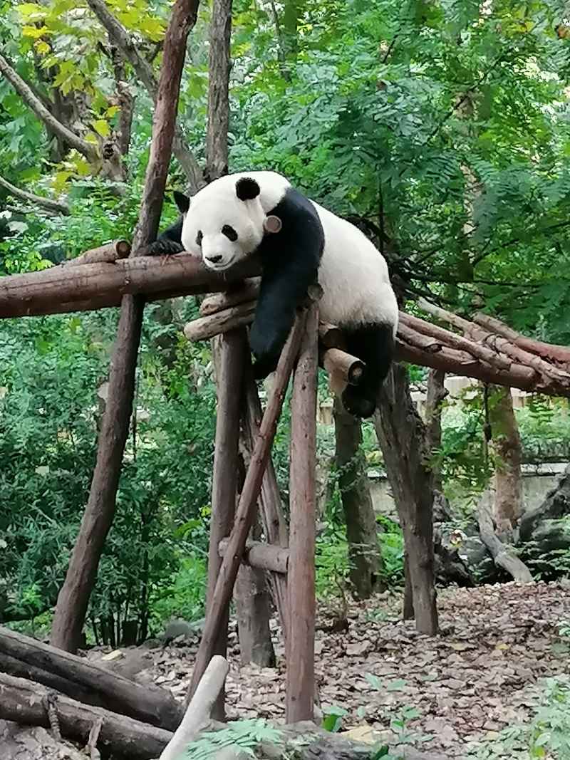 大熊猫