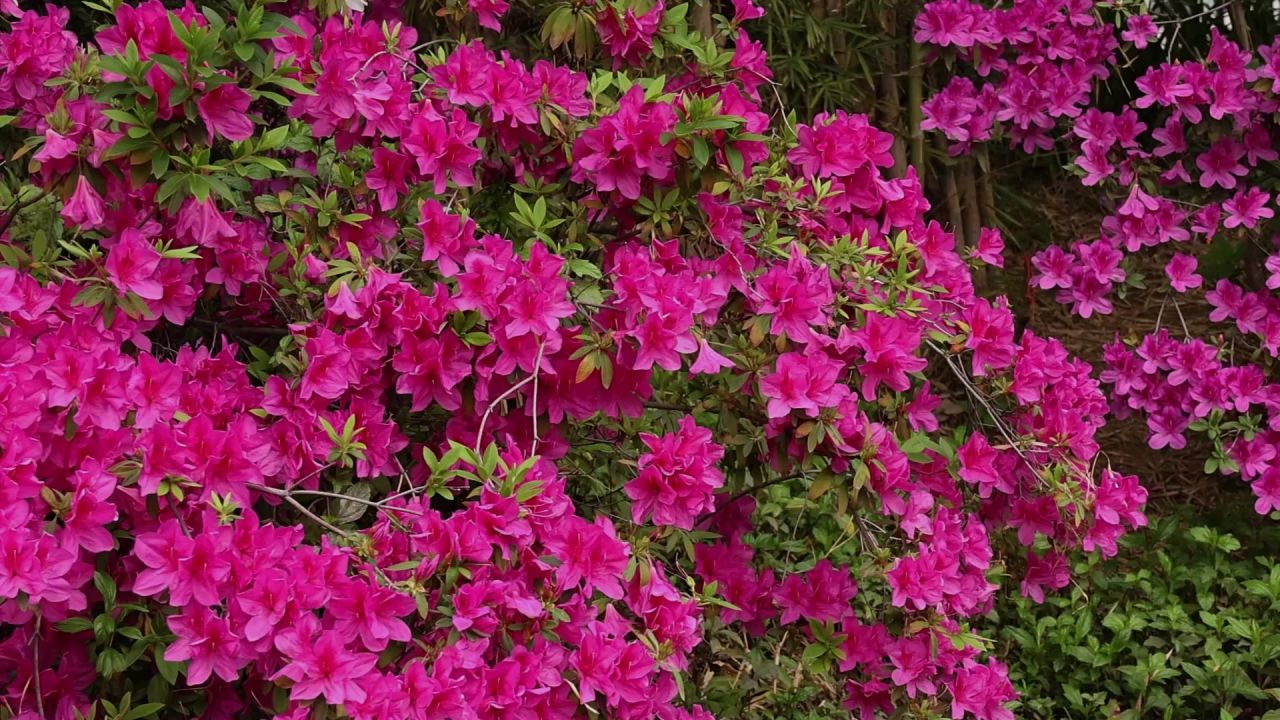 春暖花开杜鹃花盛开 3