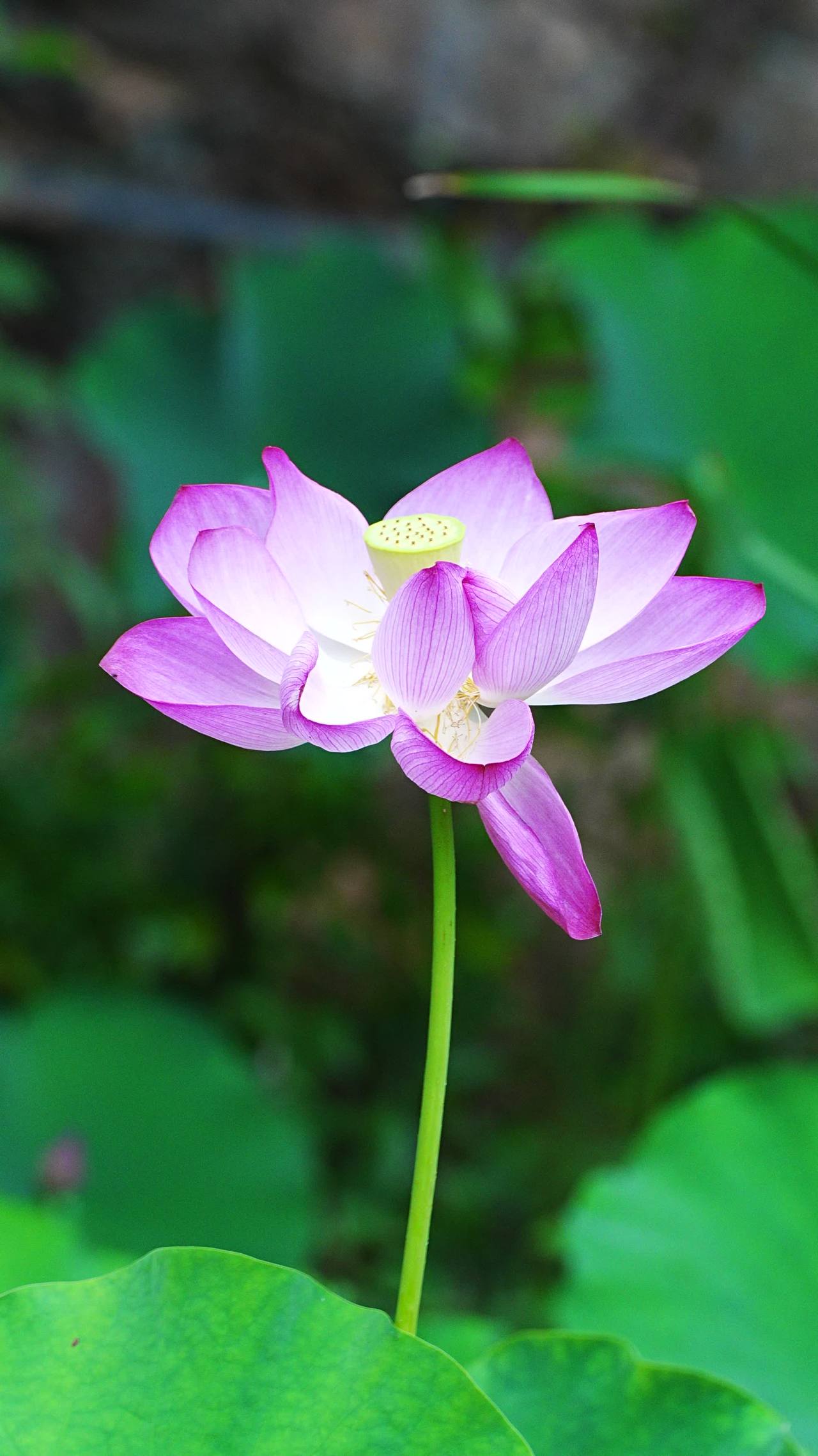 静谧的莲花