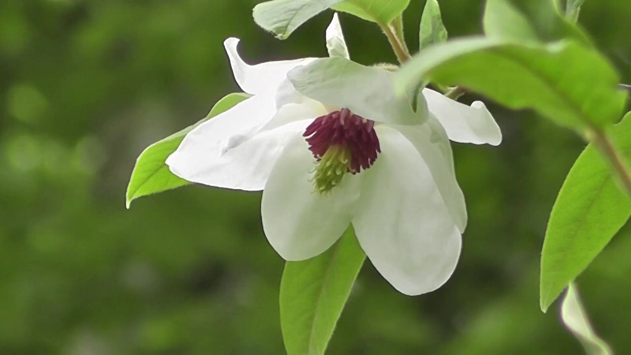 花植物花瓣