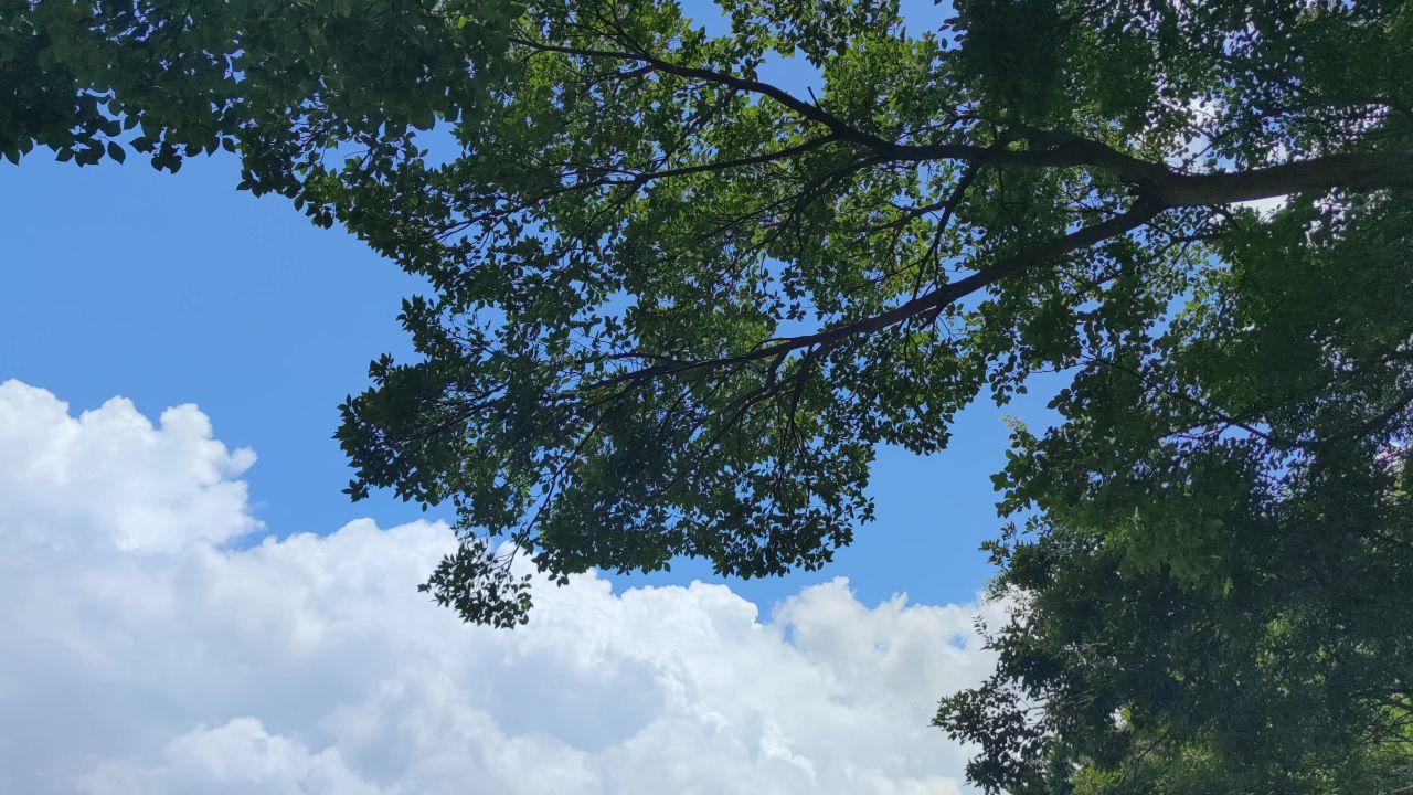 蓝天白云风吹树枝树叶植物实拍  