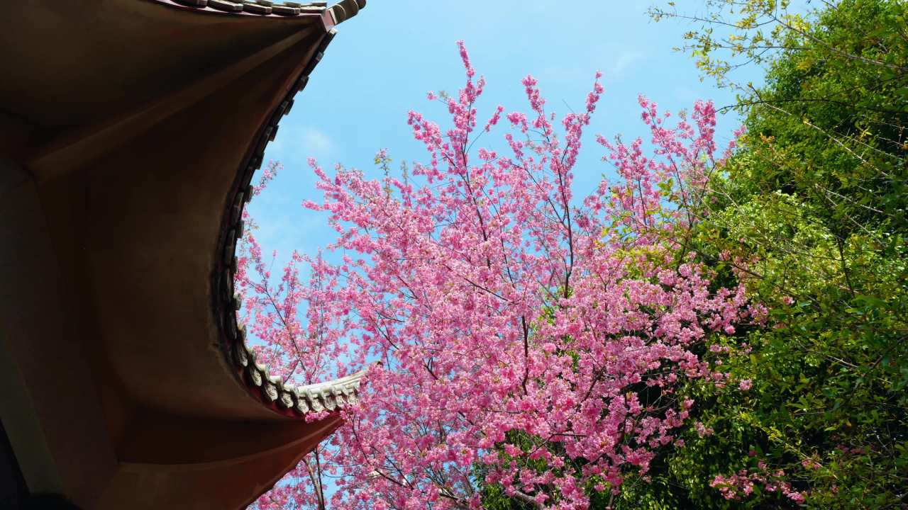 春日古建下的樱花