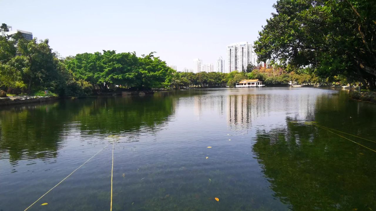 春天鲜花盛开花朵植物风景  