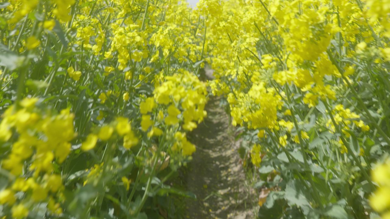 春天农村油菜花海蜜蜂采蜜 37