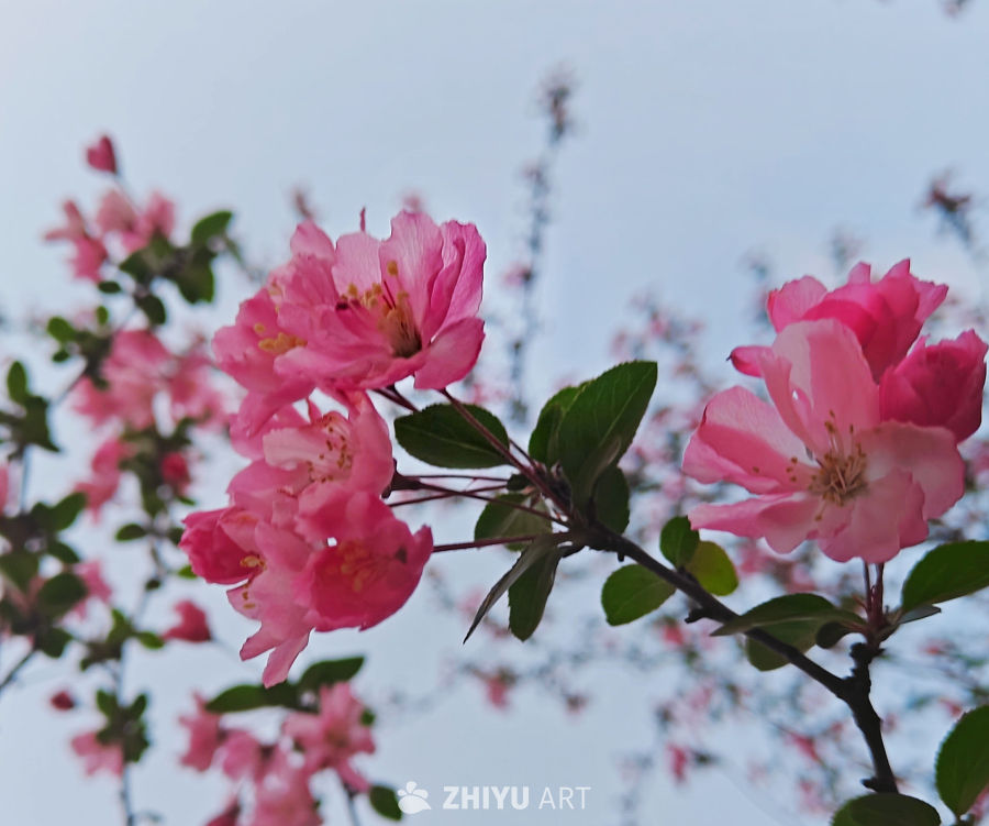 花开怡人