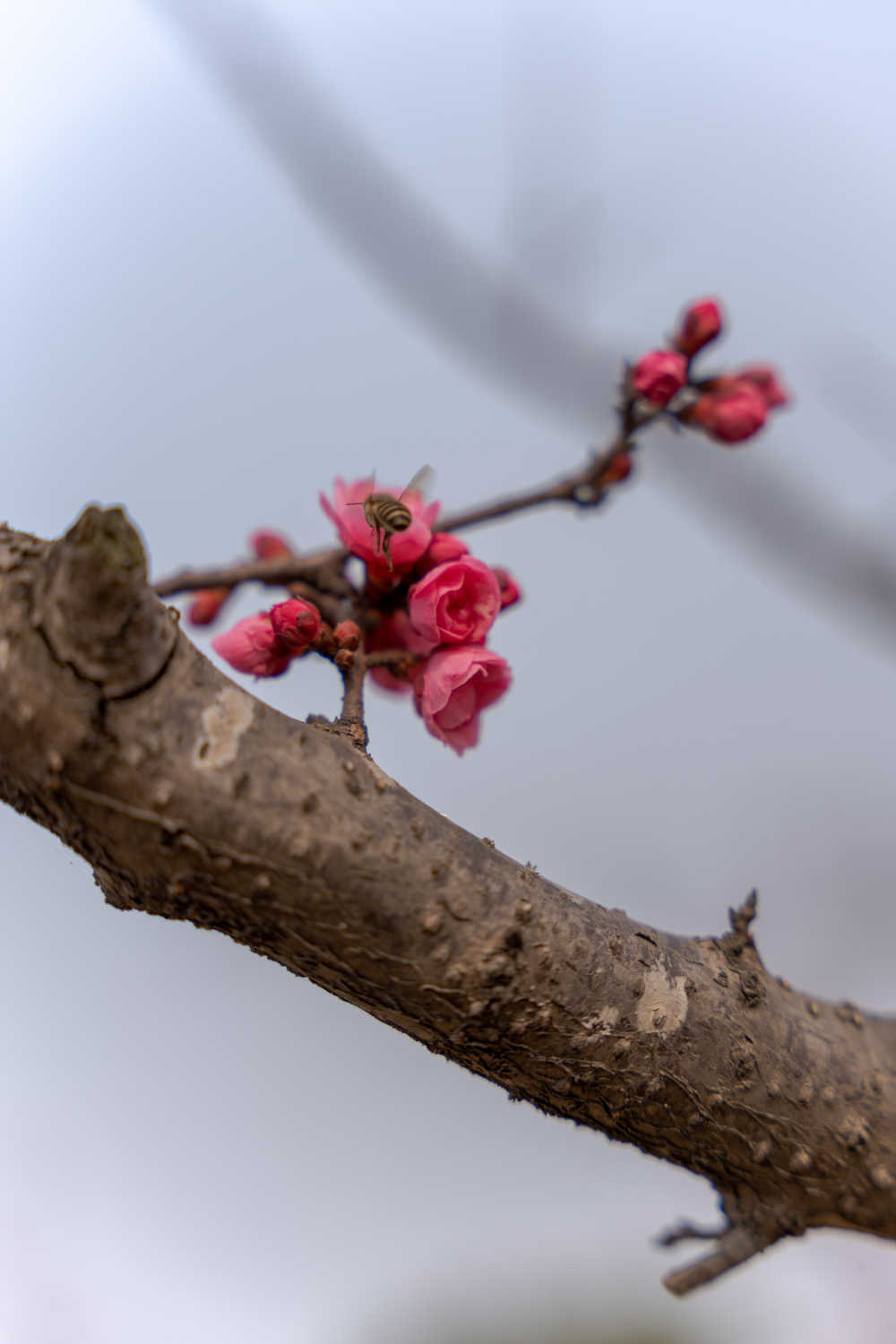 采蜂蜜的蜜蜂