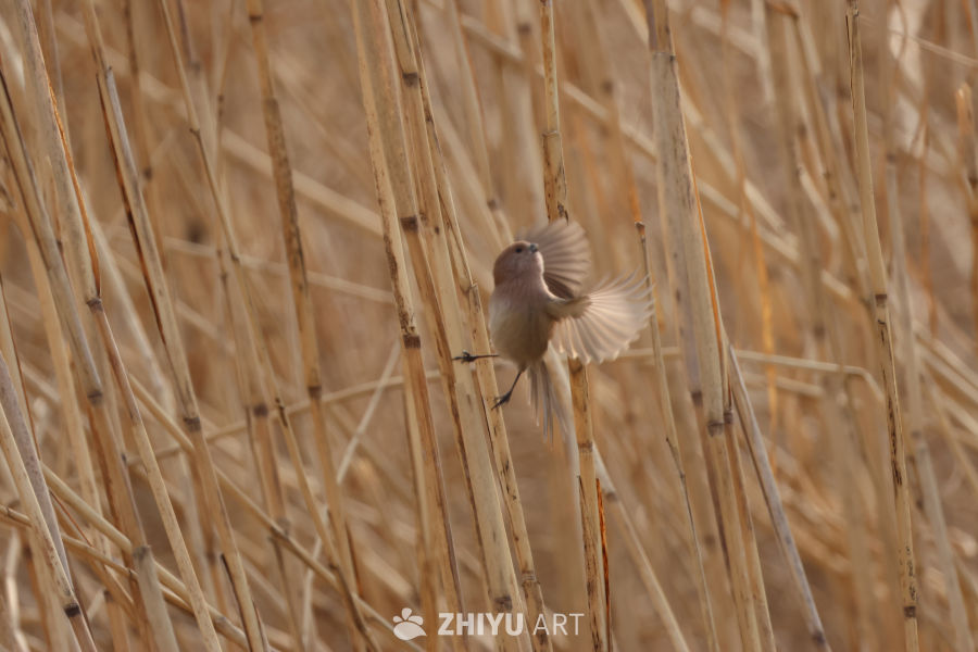 芦苇丛中的飞翔小鸟