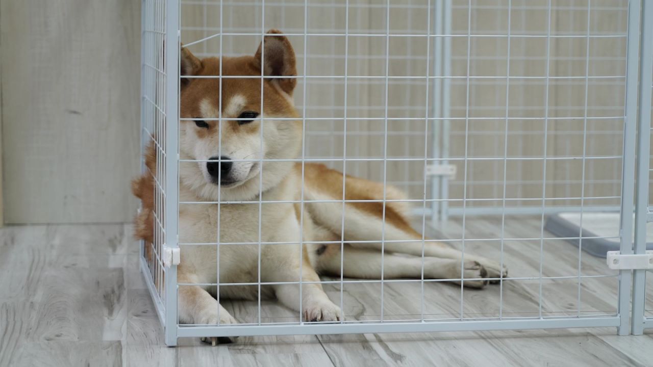 柴犬发呆