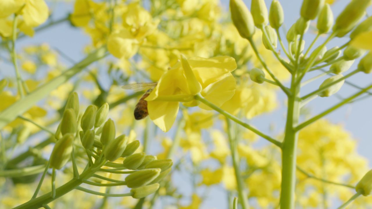 春天农村油菜花海蜜蜂采蜜 21