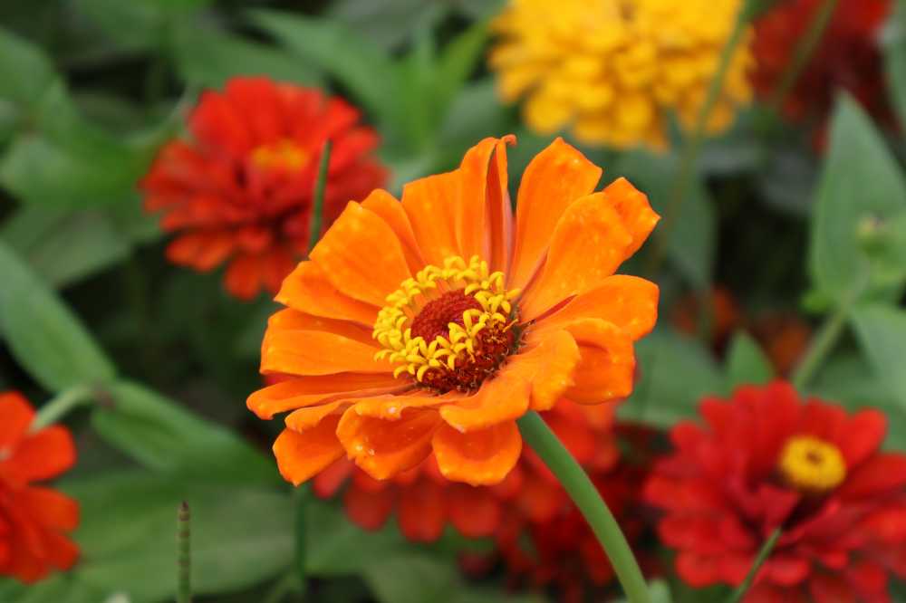 花