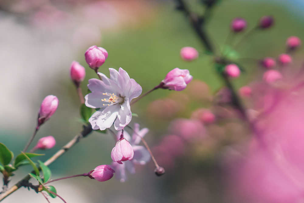 春天的花