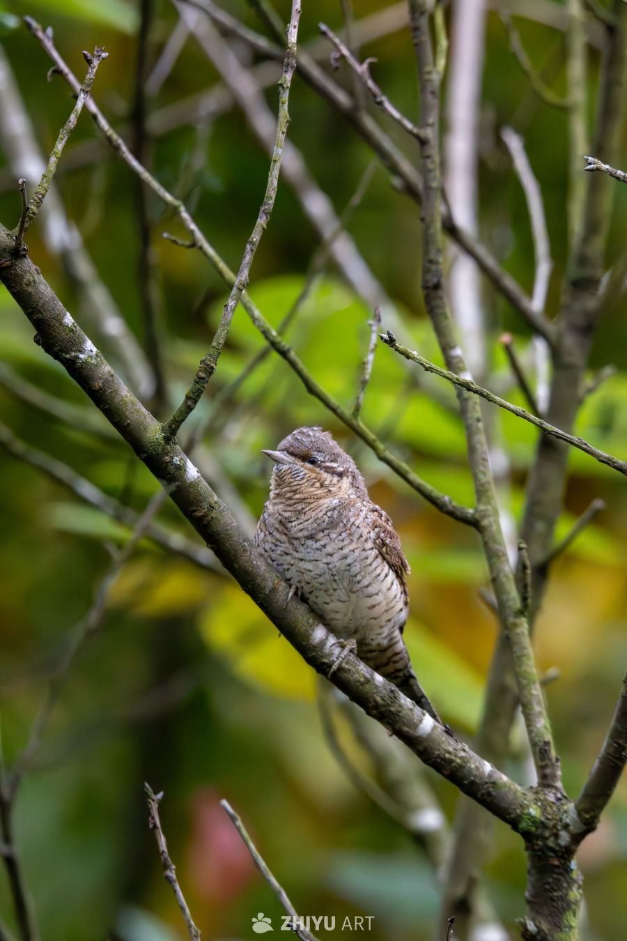 站在枝头的蚁䴕