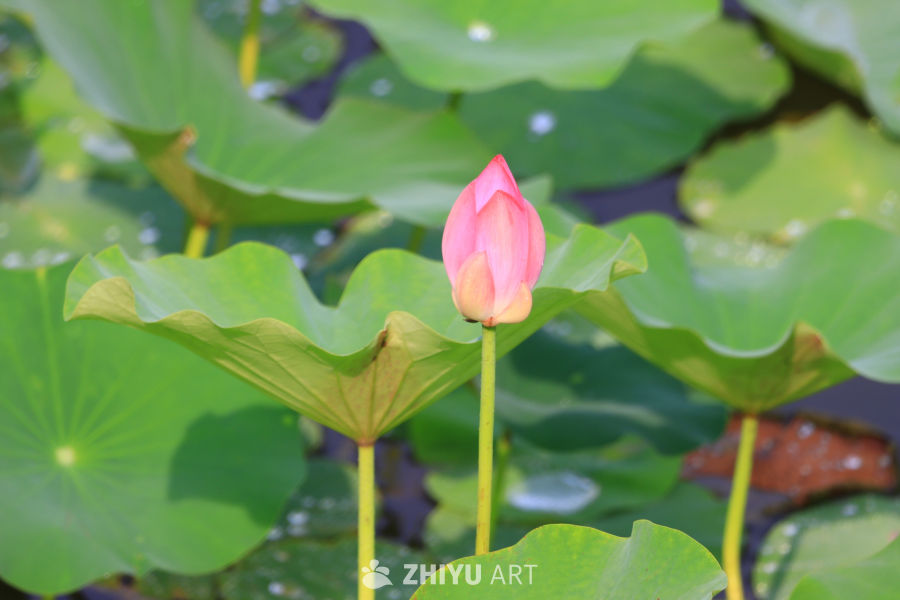 盛夏荷花 94