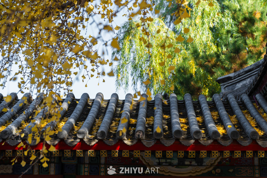 北京中山公园银杏