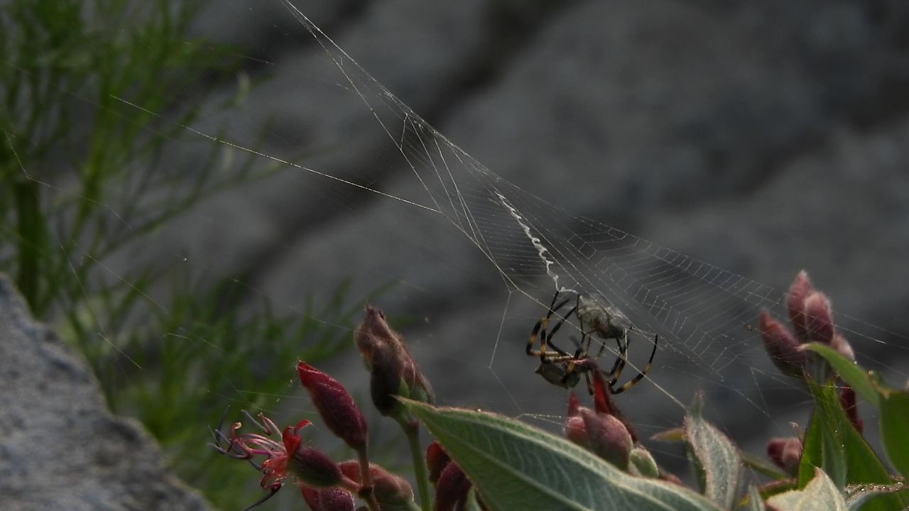 花园昆虫蜘蛛猎人