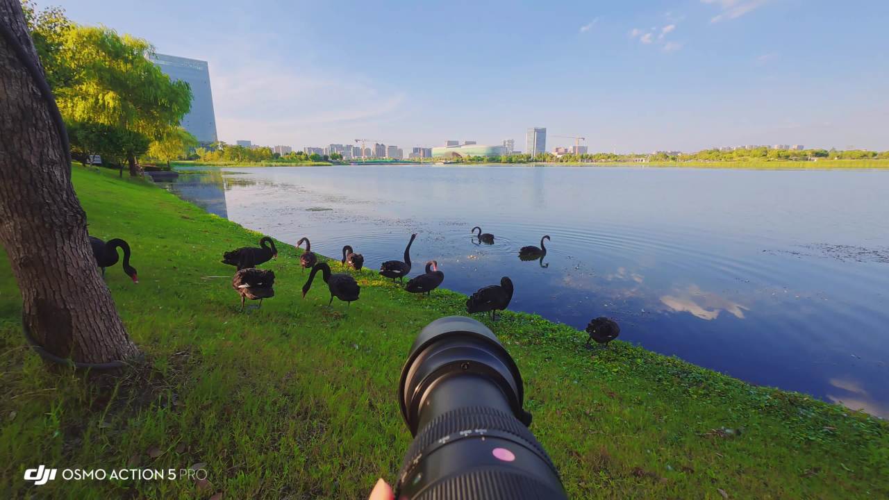 黑天鹅与“天空之境”