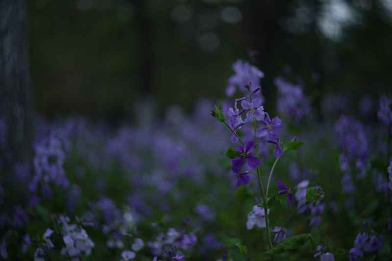 花
