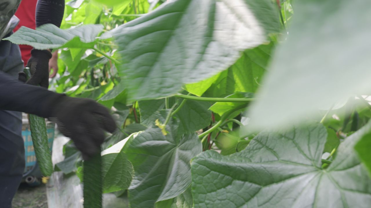 黄瓜种植 7