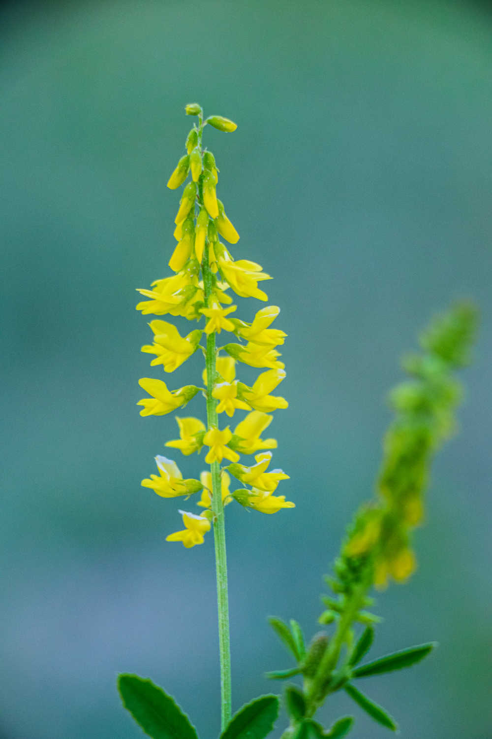 高原花草