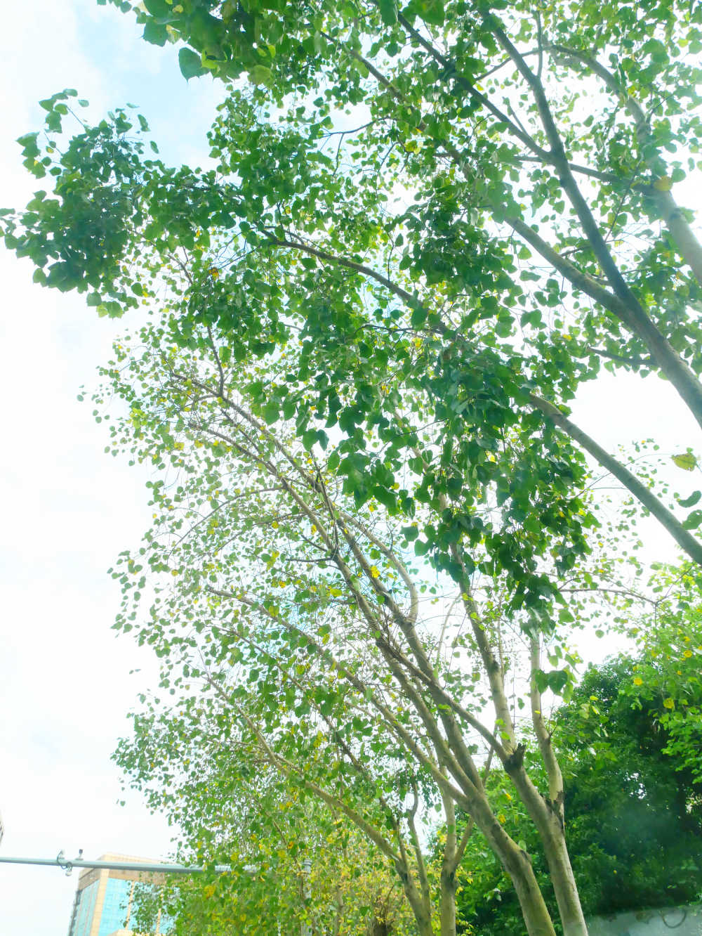 夏日马路边的悬铃木