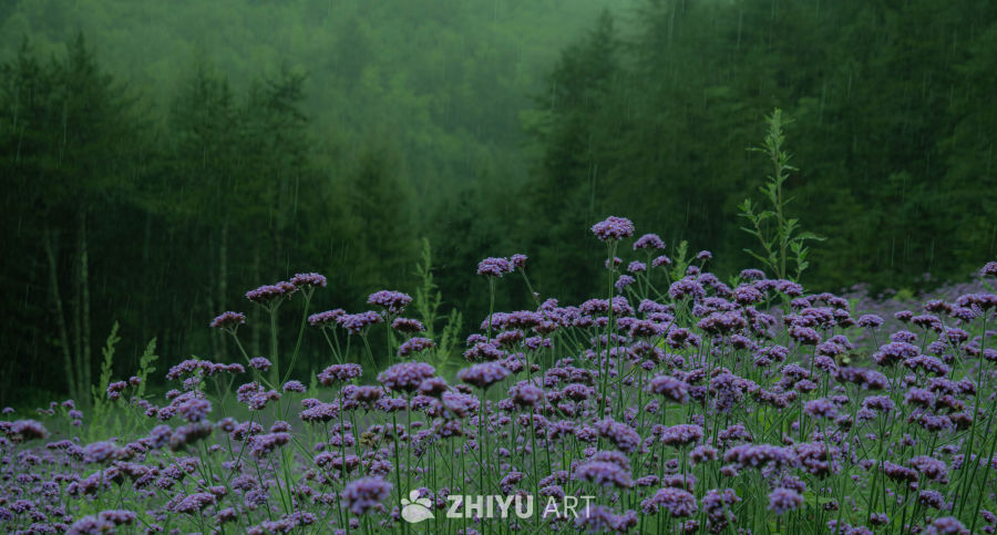 雨中紫花林